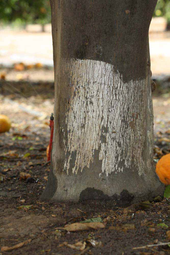            Bark (Riverside, CA)   